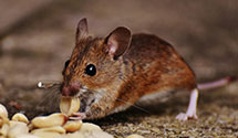 24 Hour & Emergency Exterminators in Creamridge, NJ